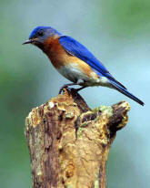 Bluebird Ridge Cottages Bluebird Ridge Cottages